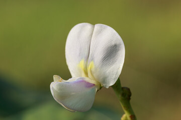 flower of yardlong bean are growth and blooming on green background