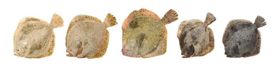 Psetta maxima (Turbot Fish) on white background