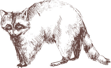 Raccoon Hand Drawn Engraving Illustration © Good Studio