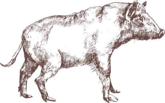 Wild Boar Swine or Pig Hand Drawn Engraving Illustration
