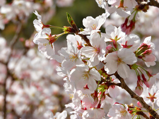 天神中央公園の桜