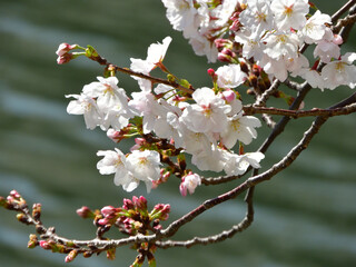 天神中央公園の桜