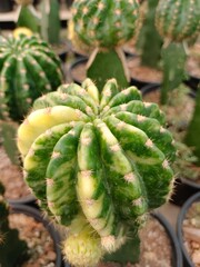 Echinopsis hybrid variegated