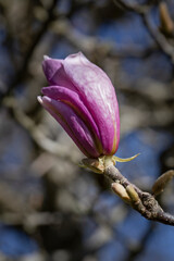 Magnolia. Flowering. Spring Netherlands. Magnolia Soulangeana. Magnolia tree.