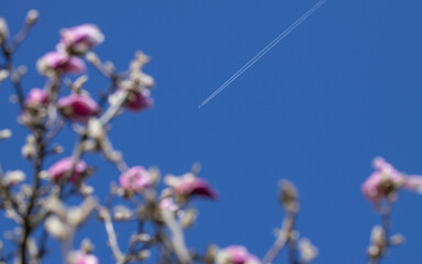 Contrails of an aeroplane against a blue sky. Magnolia. Flowering. Spring Netherlands. Magnolia Soulangeana. Magnolia tree.