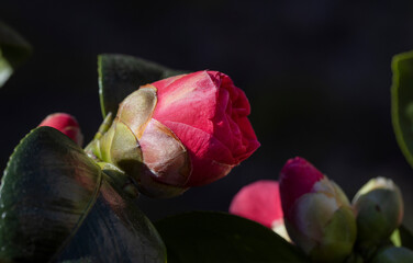 Camellia japonica flowering. Spring Netherlands. Flower buds. Spring