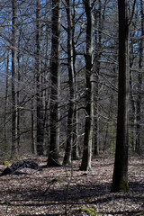 Beech trees. Forest. Meppen Drenthe Netherlands. 