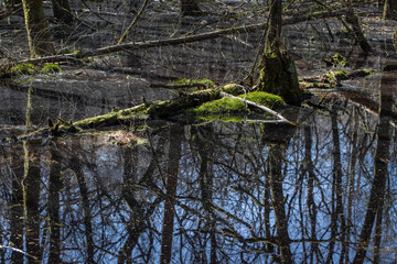 Fototapeta na wymiar Swamps. Moor. Wet forest. Forest. Meppen Drenthe Netherlands. Trees and moss.