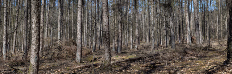 Tree stems. Pine trees. Forest. Meppen Drenthe Netherlands. Panorama.