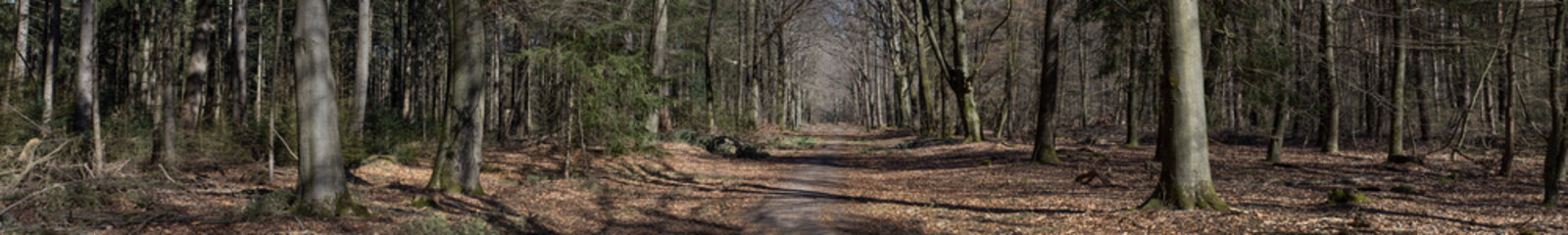 Lane. Panorama. Beechtrees,. Forest. Meppen Drenthe Netherlands. 