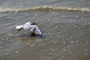 Mouette qui s'envole