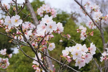 さくら　サクラ　桜