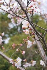 Fototapeta na wymiar さくら　サクラ　桜
