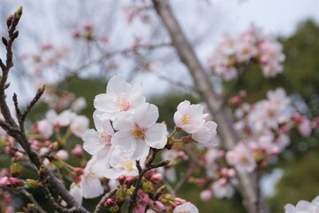 Naklejka premium さくら サクラ 桜