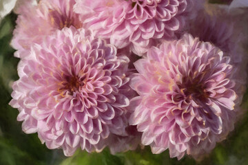 Digital painting of pink Chrysanthemum flowers in bloom.