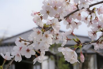 さくら　サクラ　桜