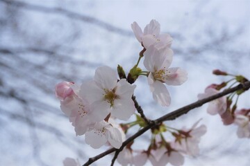 さくら　サクラ　桜
