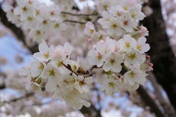 さくら　サクラ　桜
