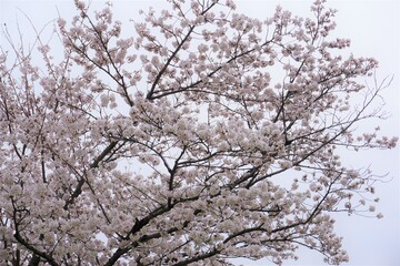 さくら　サクラ　桜