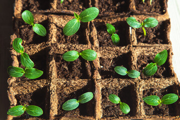Seedling of cucumbers. Garden on the windowsill.