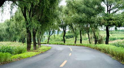 Asphalt road through green field in summer day