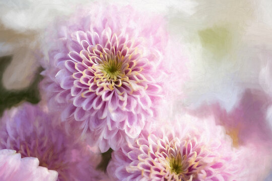 Digital painting of pink Chrysanthemum flowers in bloom.