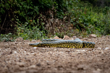 Eunectes notaeus