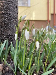 The first white spring snowdrops. Early sign of spring.