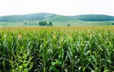 Fototapeta na wymiar Landscape view of a corn field