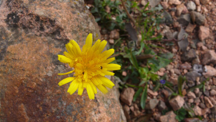 Fiore selvatico © Steve Fossiant