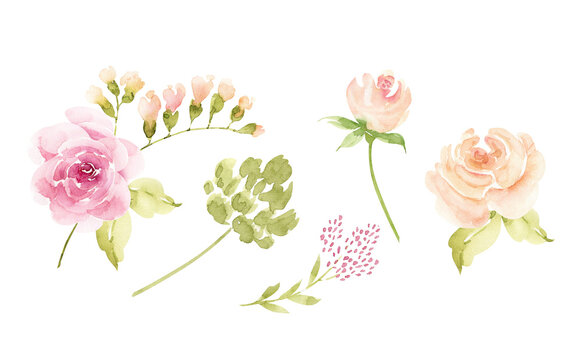 Botanical set of delicate watercolor flowers and plants on a white background. hand painted .