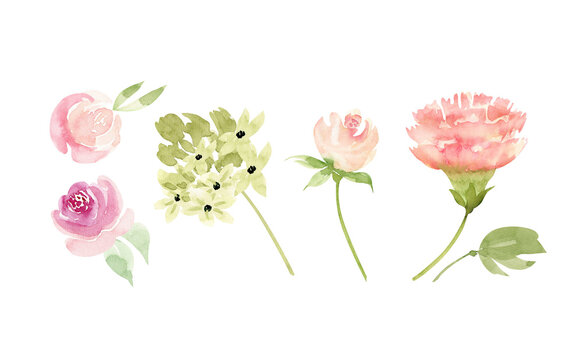 Botanical set of delicate watercolor flowers and plants on a white background. hand painted .