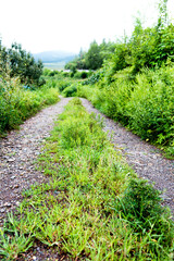 Obraz premium Summer landscape with green grass and dirt road