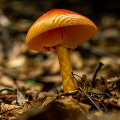 Fototapeta premium Ragged Edge of Orange Mushroom Texture