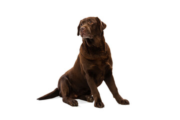 Studio shot of chocolate color labrador, purebred dog posing isolated on white background. Concept of animal, pets, vet, friendship