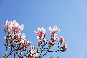 magnolia tree with pink blossoms against blue sky