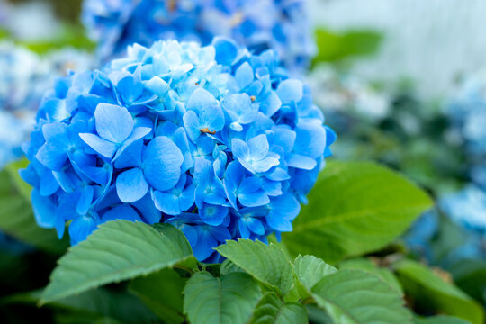 西洋紫陽花 Images Browse 265 Stock Photos Vectors And Video Adobe Stock