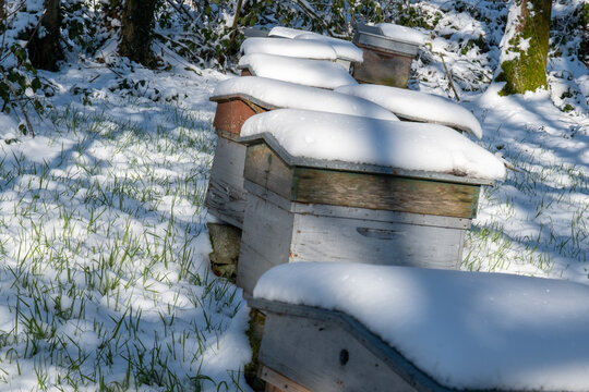 Ruches sous la neige