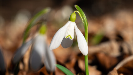 Fototapeta premium White Galanthus nivalis close up. Common snowdrop bloomind. Early spring. Spring snowdrop flowers blooming in sunny day.