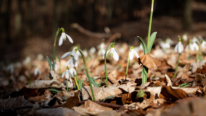 White Galanthus nivalis close up. Common snowdrop bloomind. Early spring. Spring snowdrop flowers blooming in sunny day.