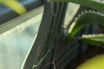 spider web on the grass