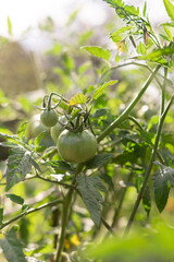 Organic growing green unripe tomato on the farm close up