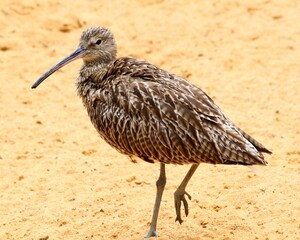 Curlew