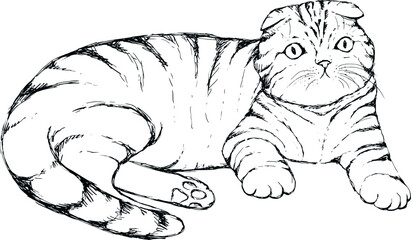 Fold Cat Hand Drawn Realistic Illustration © Good Studio