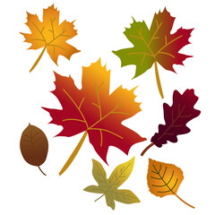 set of colorful leaves