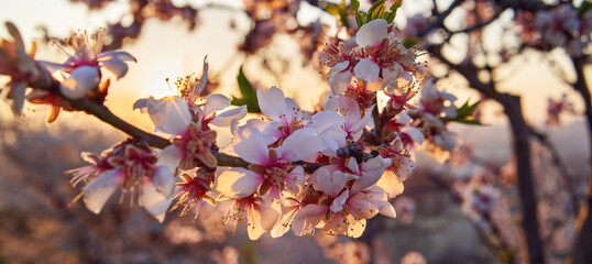 Closeup of almond trees in bloom in March at sunrise with sunlight