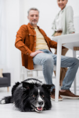 Border collie dog lying on floor near blurred family in kitchen.