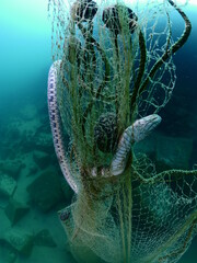 snake caught in fish net underwater dead ghost hunting nets ocean pollution 