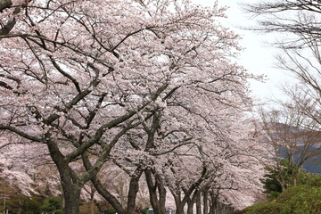 冨士霊園、春の景色。4月満開の桜で華やぐ公園墓地