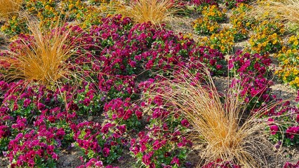 fleurs © Fred